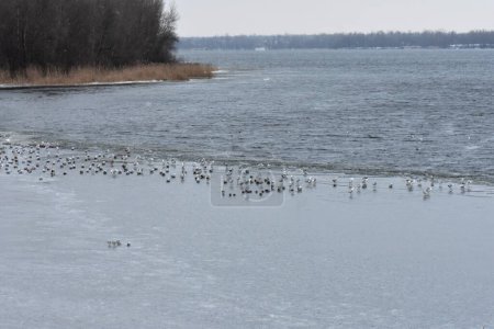 Photo for Winter landscape of the river and a flock of gulls on the ice overcast winter day - Royalty Free Image