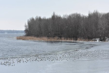 Winterlandschaft des Flusses und eine Schar Möwen auf dem eisbedeckten Wintertag