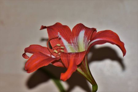 Foto de Flor amarilis roja sobre fondo de madera con espacio para copiar - Imagen libre de derechos