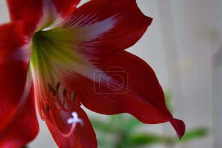 Red Amaryllis flower on a wooden background with copy space