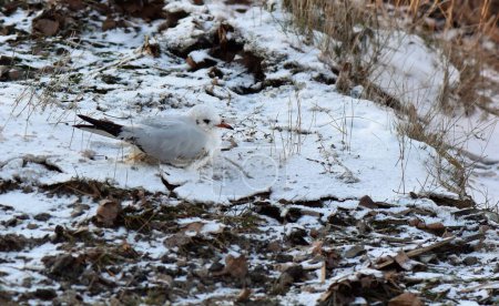 Seagull sitting on the ground covered with snow in winter