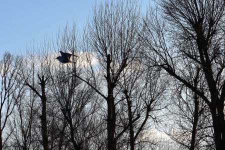 birds flying in the sky over the trees in the forest in winter