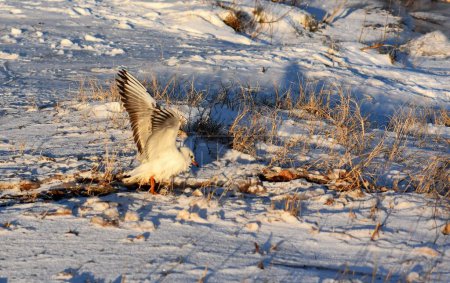 Seagull sitting on the ground covered with snow in winter