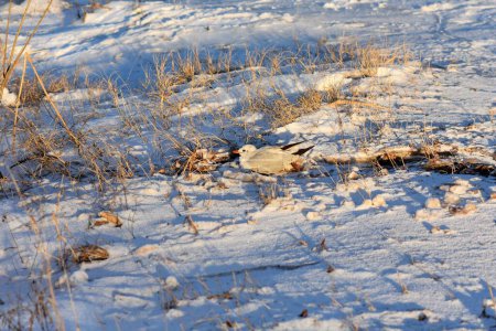 Mouette assise sur le sol couverte de neige en hiver