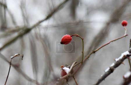 Frozen rosehip tree branches in the winter forest. Selective focus.