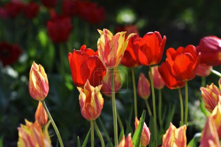 Foto de Tulipanes rojos y amarillos en el jardín - Imagen libre de derechos