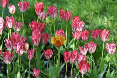 Rote und gelbe Tulpen im Garten