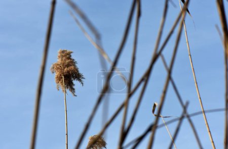 Foto de Ramas secas contra el cielo azul en invierno, nota poca profundidad de campo - Imagen libre de derechos