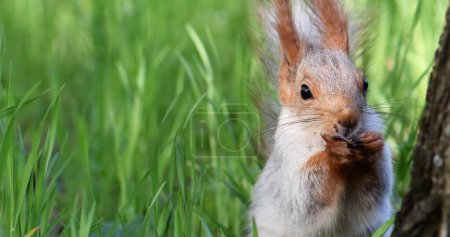Squirrel with nut in the green grass. Close-up