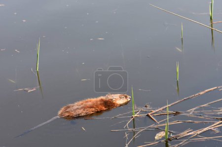 Nutria from the rodent family floats on the surface of the water among the reeds