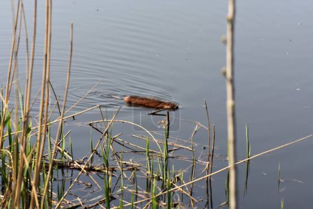 Nutria from the rodent family floats on the surface of the water among the reeds