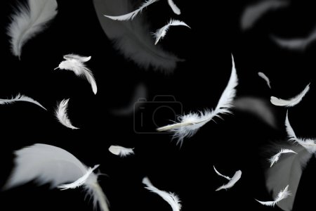 Photo for Abstract Group of White Bird Feathers Flying in The Dark. Feathers Floating on Black. - Royalty Free Image