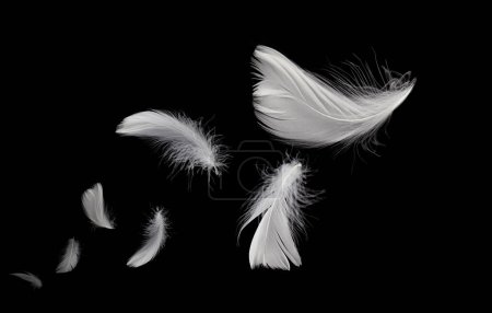 Plumas abstractas de pájaro blanco flotando en la oscuridad. Plumas voladoras en negro.