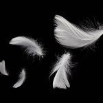 Abstract White Bird Feathers Floating in The Dark. Flying Feathers on Black.
