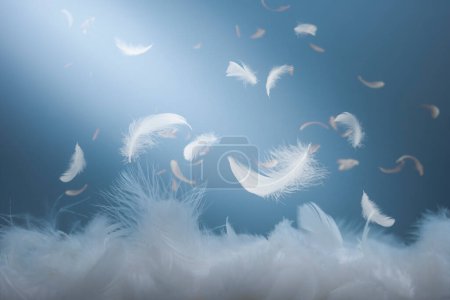 Abstract White Bird Feathers Falling in The Air. Softness of Floating Swan Feathers.