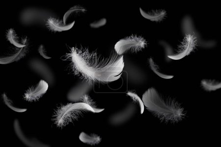 Photo for Abstract White Bird Feathers Floating in The Dark. Flying Feathers on Black. - Royalty Free Image