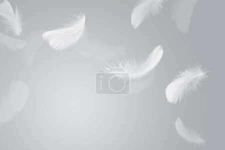 Photo for Abstract White Bird Feathers Falling in The Air. Feathers Floating in Heavenly - Royalty Free Image