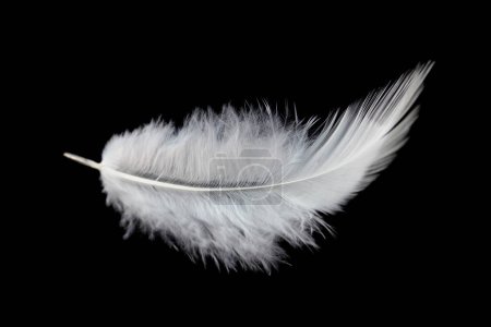 Photo for Fluffy of White Bird Feather Isolated on Black Background - Royalty Free Image