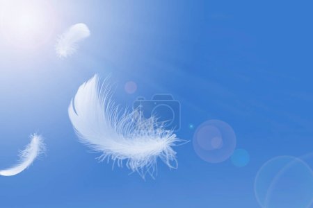White Bird Feathers Floating in The Sky. Feathers Flying in Heavenly.