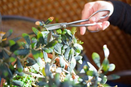 mans hands with scissors, pruning a bonsai in spring.