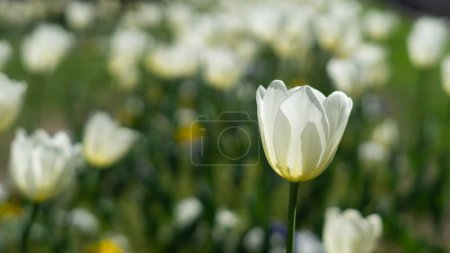 Foto de Foto coloridas flores de narcisos en primavera - Imagen libre de derechos