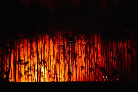 Téléchargez les photos : Un feu de forêt. forêt brûlante. Silhouettes d'eucalyptus brûlants. concept de prévention des incendies. attaque contre la nature - en image libre de droit