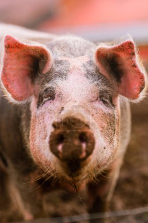 Photo for Close-up portrait of the head of a pietrain pig in its pigsty. farm animals and rural economy - Royalty Free Image