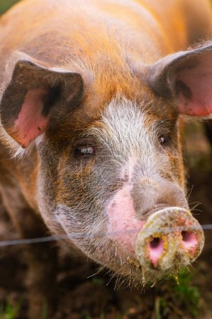 Photo for Close-up vertical portrait of pietrain pig in his pigsty looking at the camera. Farm animals and rural economy - Royalty Free Image