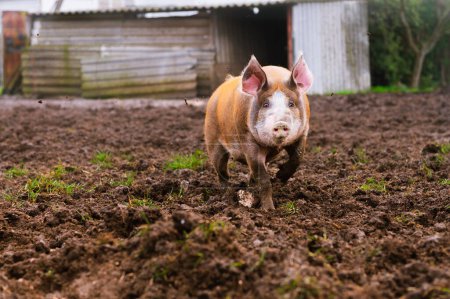 Photo for Pietrain pig walking in the mud of his pigsty. Farm animals and rural economy - Royalty Free Image