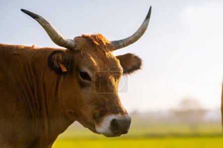 Porträt des Kopfes einer asturischen Kuh vom Berg mit großen Kühen auf dem Feld. Primärsektor, ländliche Wirtschaft und Fleischindustrie.
