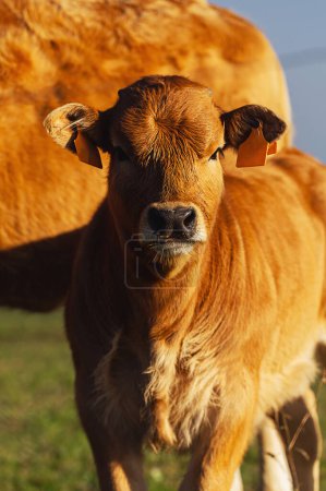 ternera de vaca de montaña asturiana con su madre mirando curiosamente a la cámara en el campo. economía rural y sector primario de la industria alimentaria.