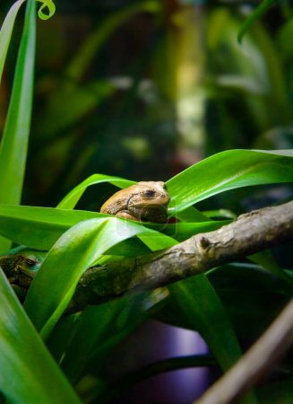 Foto de Primer plano de una rana en medio del bosque - Imagen libre de derechos