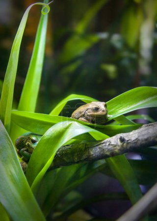 Foto de Primer plano de una rana en medio del bosque - Imagen libre de derechos