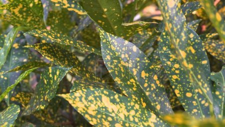 Téléchargez les photos : Or poussière aucuba plante feuilles vertes et jaunes. Photo de haute qualité - en image libre de droit