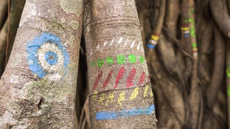 Trail markers, drawings on trees, and forest orientation. High quality photo