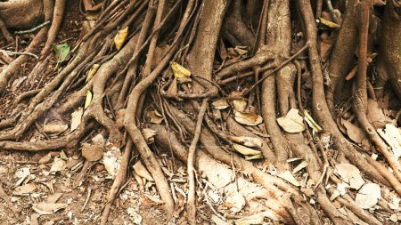Foto de Troncos de Ficus bengalensis árboles están arraigados en el suelo. Foto de alta calidad - Imagen libre de derechos