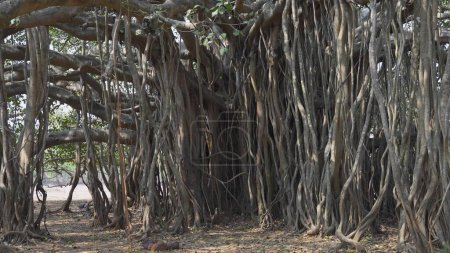 Téléchargez les photos : Labyrinthe formé par l'arbre sacré banyan en Inde. Photo de haute qualité - en image libre de droit