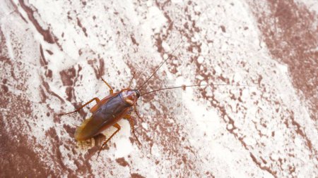 Foto de Cucaracha roja corriendo sobre una superficie de madera. Foto de alta calidad - Imagen libre de derechos