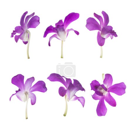 Ce sont six orchidées pourpres isolées sur blanc.