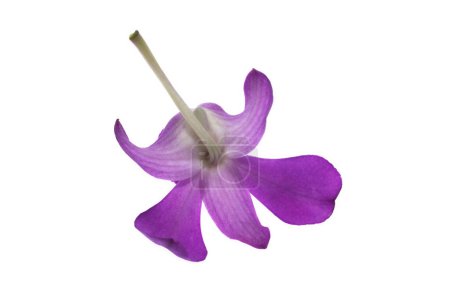 Es ist Purpurorchidee, die auf Weiß isoliert wird.