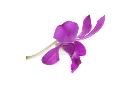 Es orquídea púrpura aislada en blanco.