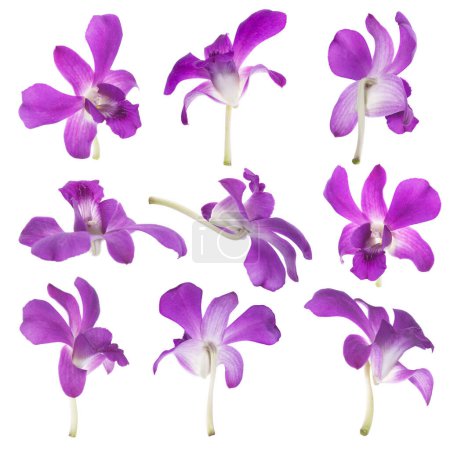C'est neuf orchidées violettes isolées sur blanc.
