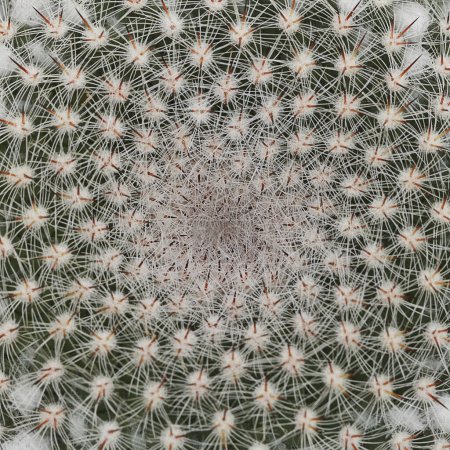 Es textura de cactus para el patrón y el fondo.