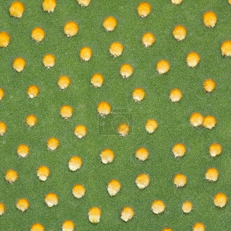 Photo for It is Cactus texture for pattern and background. - Royalty Free Image