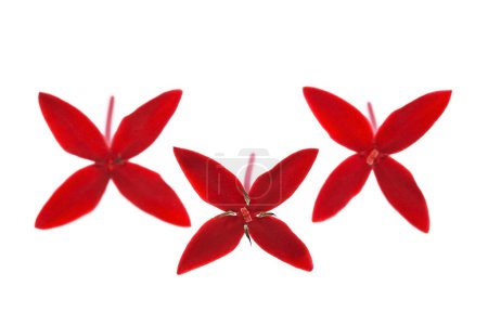 It is Red Ixora isolated on white.