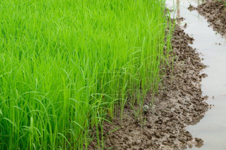 It is Rice sprouts on ground before planting for pattern.
