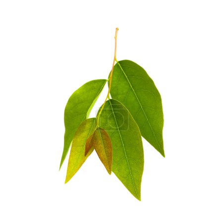 It is Carambola Leaves isolated on white.
