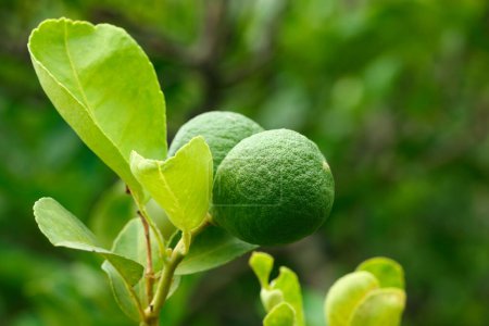 Téléchargez les photos : C'est Kaffir citron vert et feuilles pour motif. - en image libre de droit