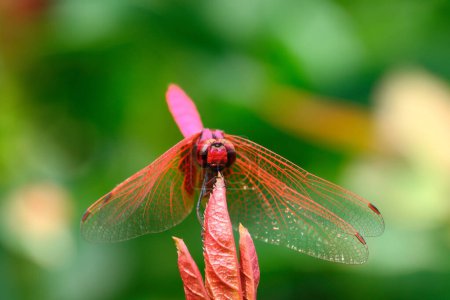 It is The red dragonfly holds on top of tree.