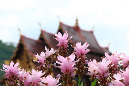Foto de Es Curcuma alismatifolia con el fondo borroso del templo, Chiang Mai Tailandia. - Imagen libre de derechos